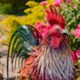 Iron Rooster Statue – Leopold – 28″